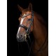 Utzon Equestrian - Bride Olympic - noir/gold