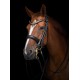 Utzon Equestrian - Bridon Edinburgh - noir/gold