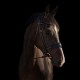Utzon Equestrian - Bridon Edinburgh - noir/gold