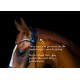Utzon Equestrian - Bridon Edinburgh - noir/gold