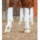 Premier equine - Guetres Air-Tech - blanc
