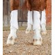 Premier equine - Guetres Air-Tech - blanc