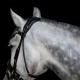 Utzon Equestrian - Bridon Olympic - noir/silver